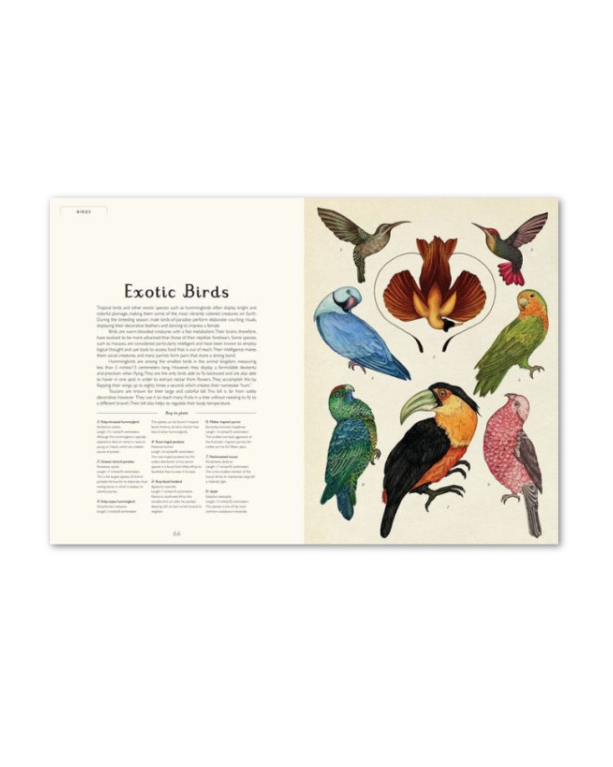 Animalium: Welcome to the Museum