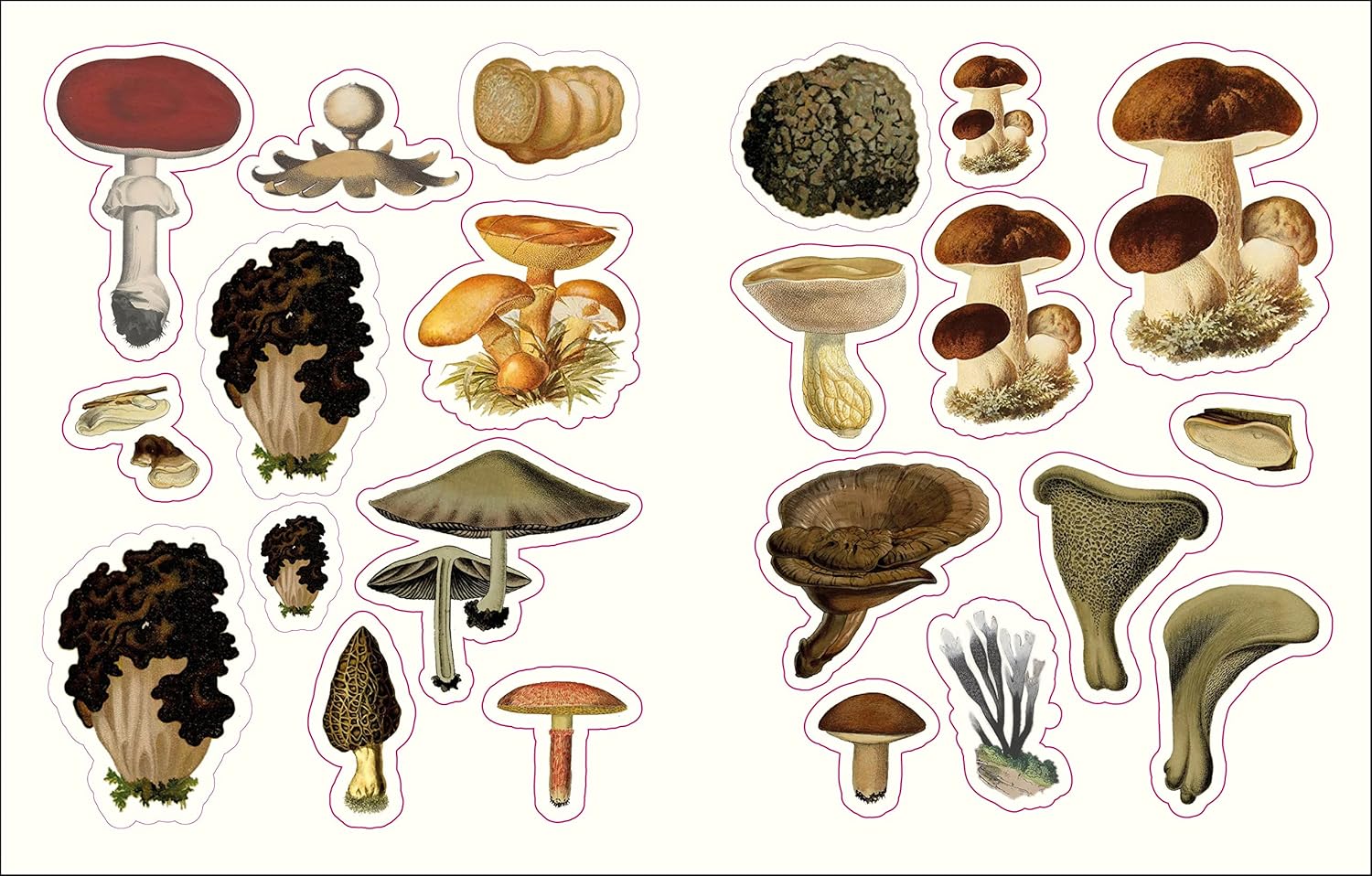 Forest Fairies Fungi Sticker Anthology