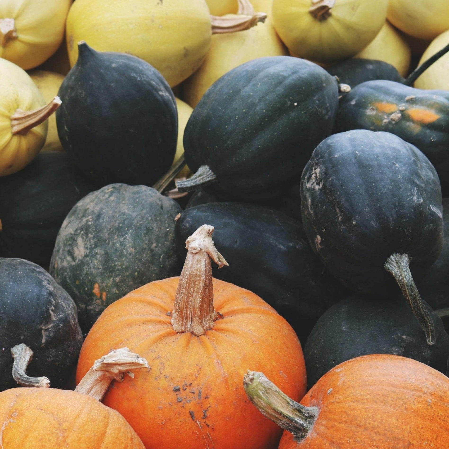 2025 Trustees Fall-Winter Vegetable CSA Share - Appleton Farms