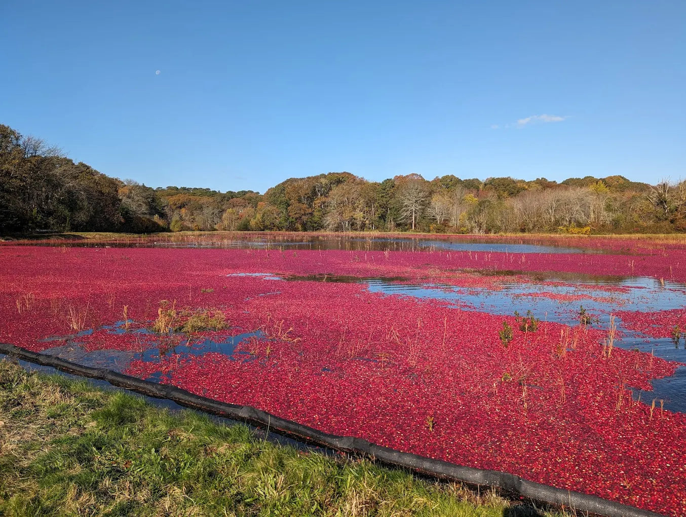 Fresh, Cape Cod Organic Heirloom Cranberries