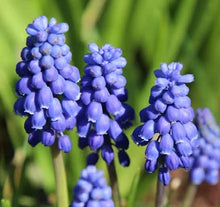 Load image into Gallery viewer, Naumkeag Muscari Bulbs - 2024 Preorder for Fall Planting
