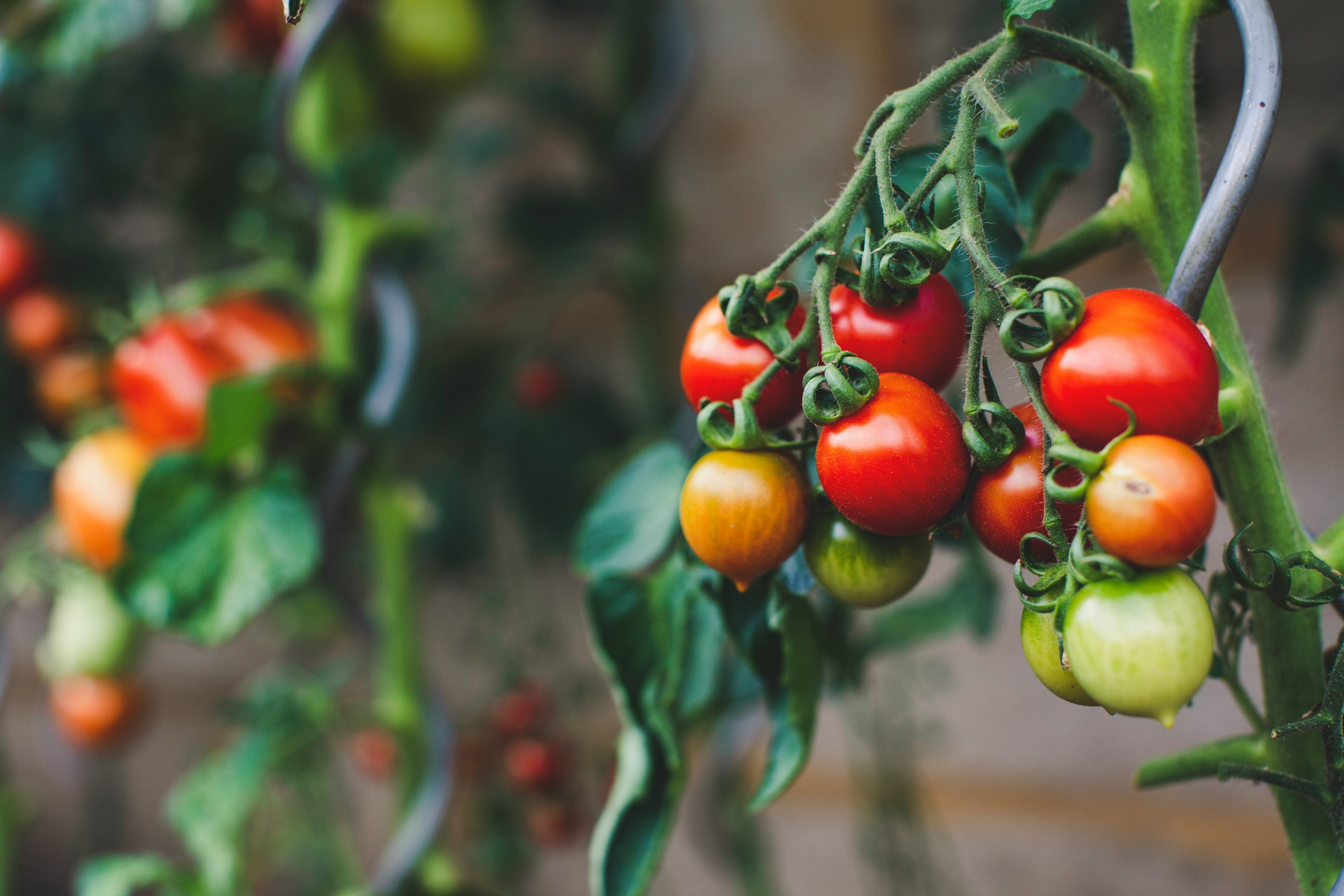 Tomatoes, Tomatillos, Eggplants