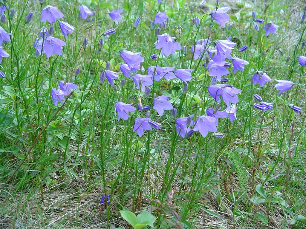 Blue-flowering Perennials