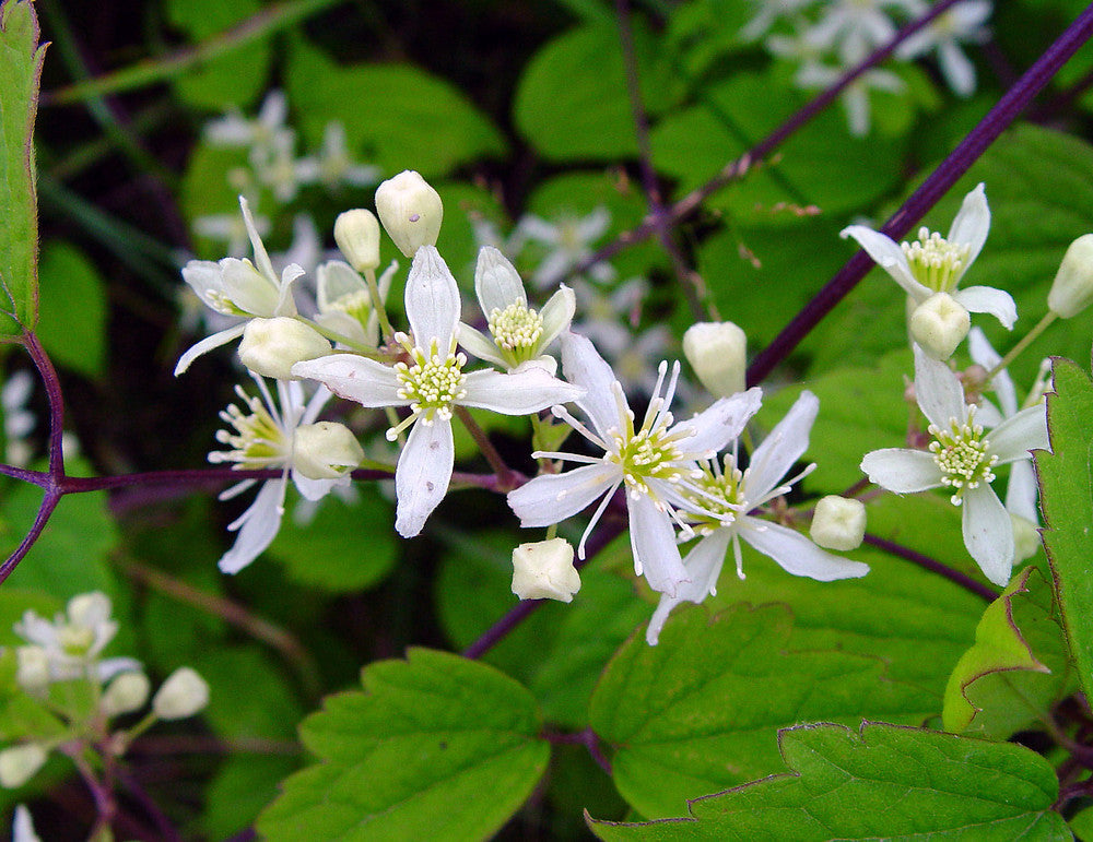 White-flowering Perennials