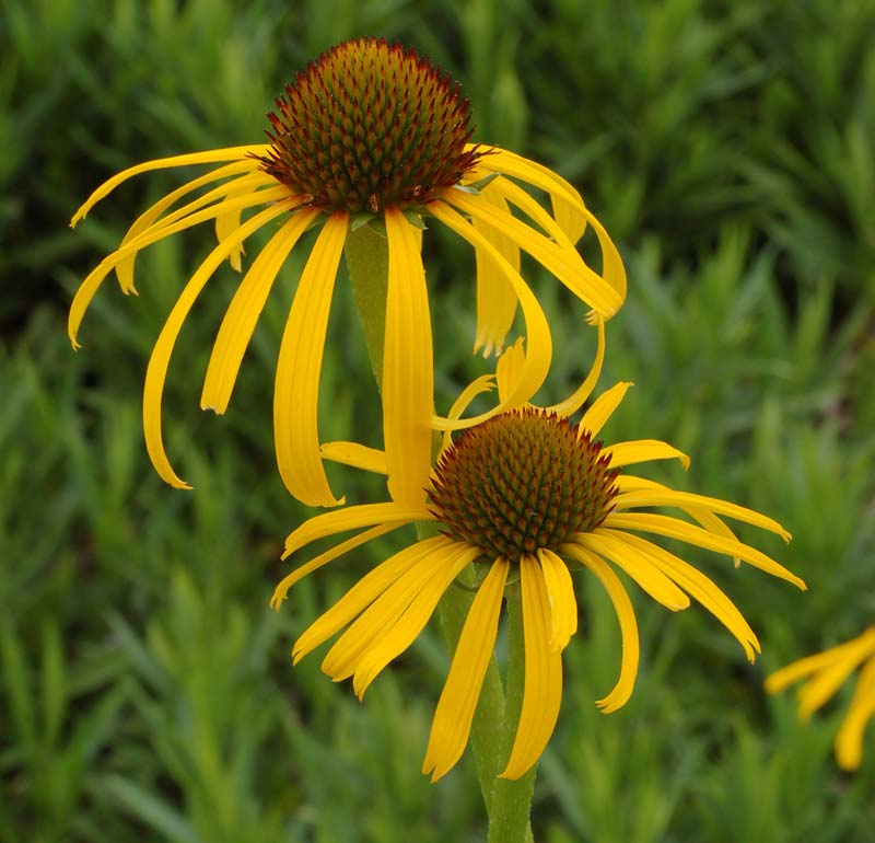 Yellow-flowering Perennials