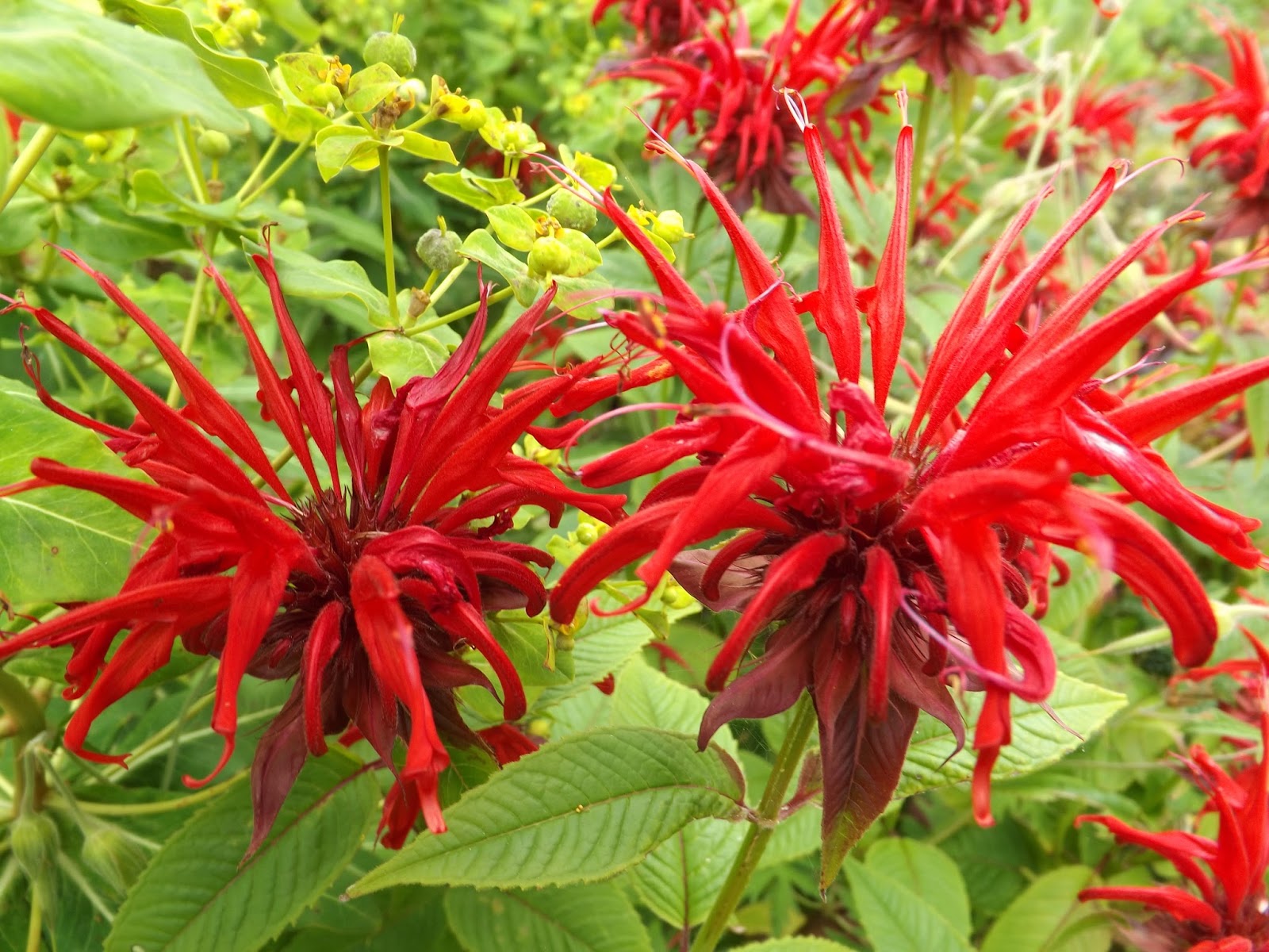 Red & Orange-flowering Perennials