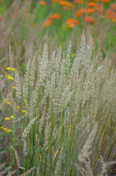 Native Grasses & Groundcover