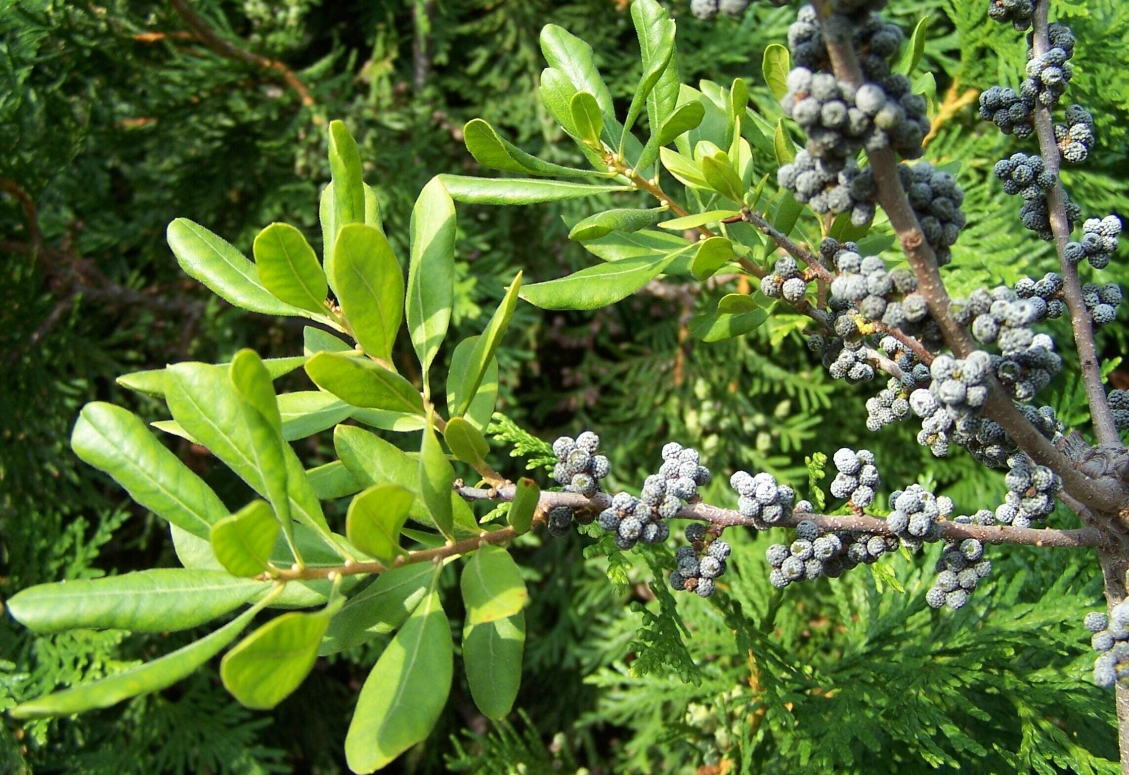 Drought Tolerant Natives