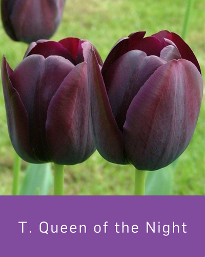 Tulip Queen of the Night