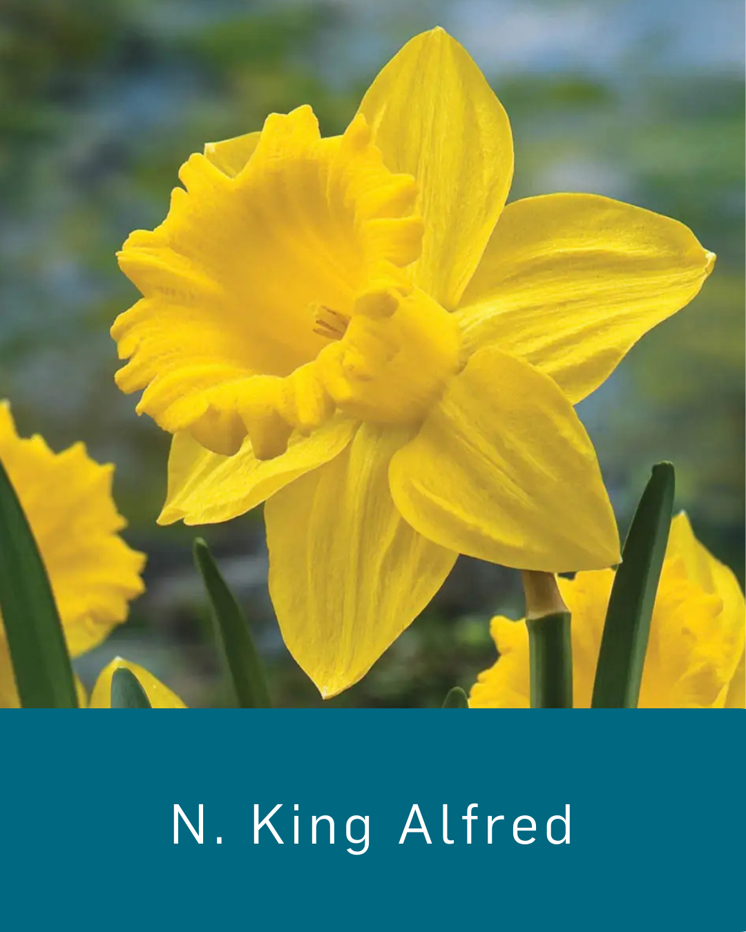 Daffodil King Alfred