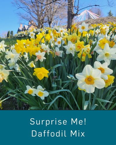 Surprise Me! Daffodil Mix
