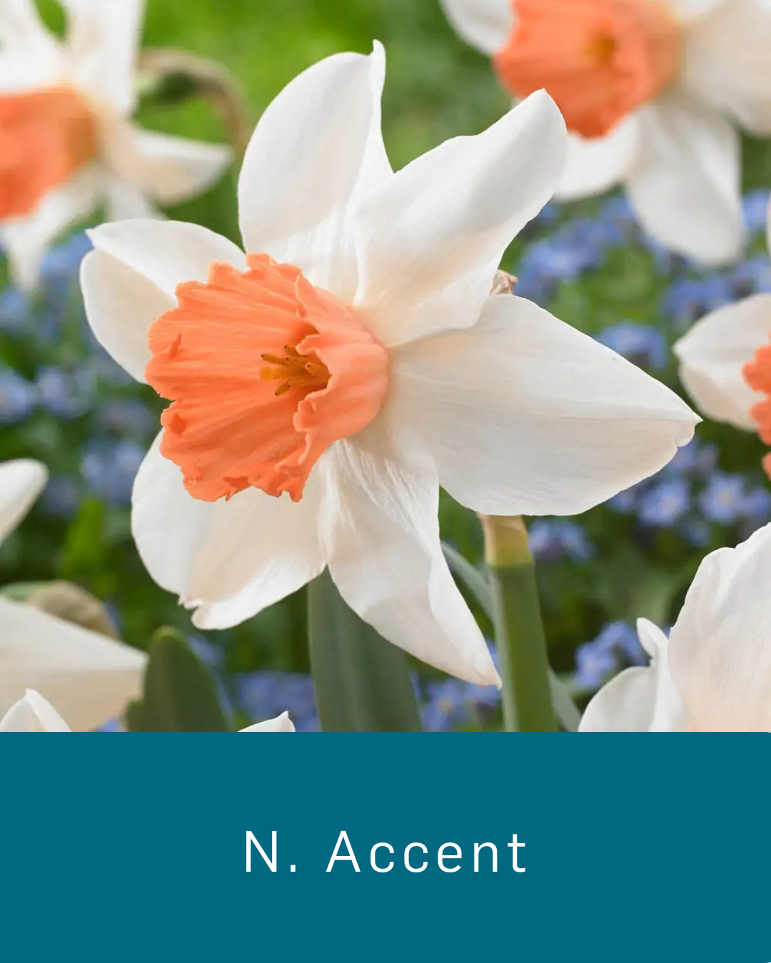 Daffodil Accent
