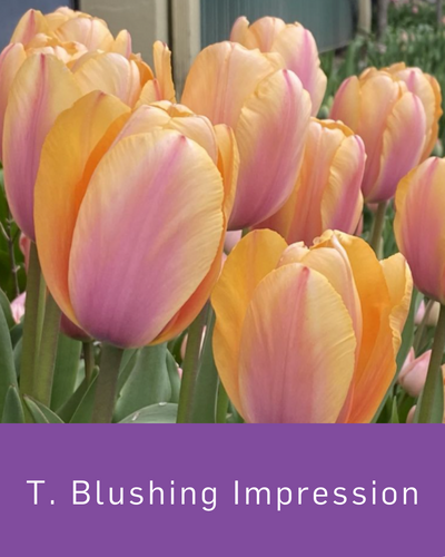 Tulip Blushing Impression