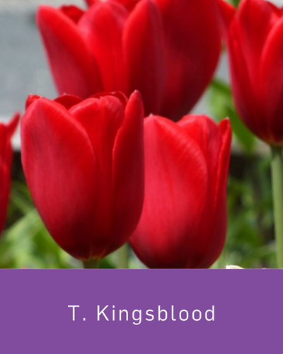 Tulip Kingsblood