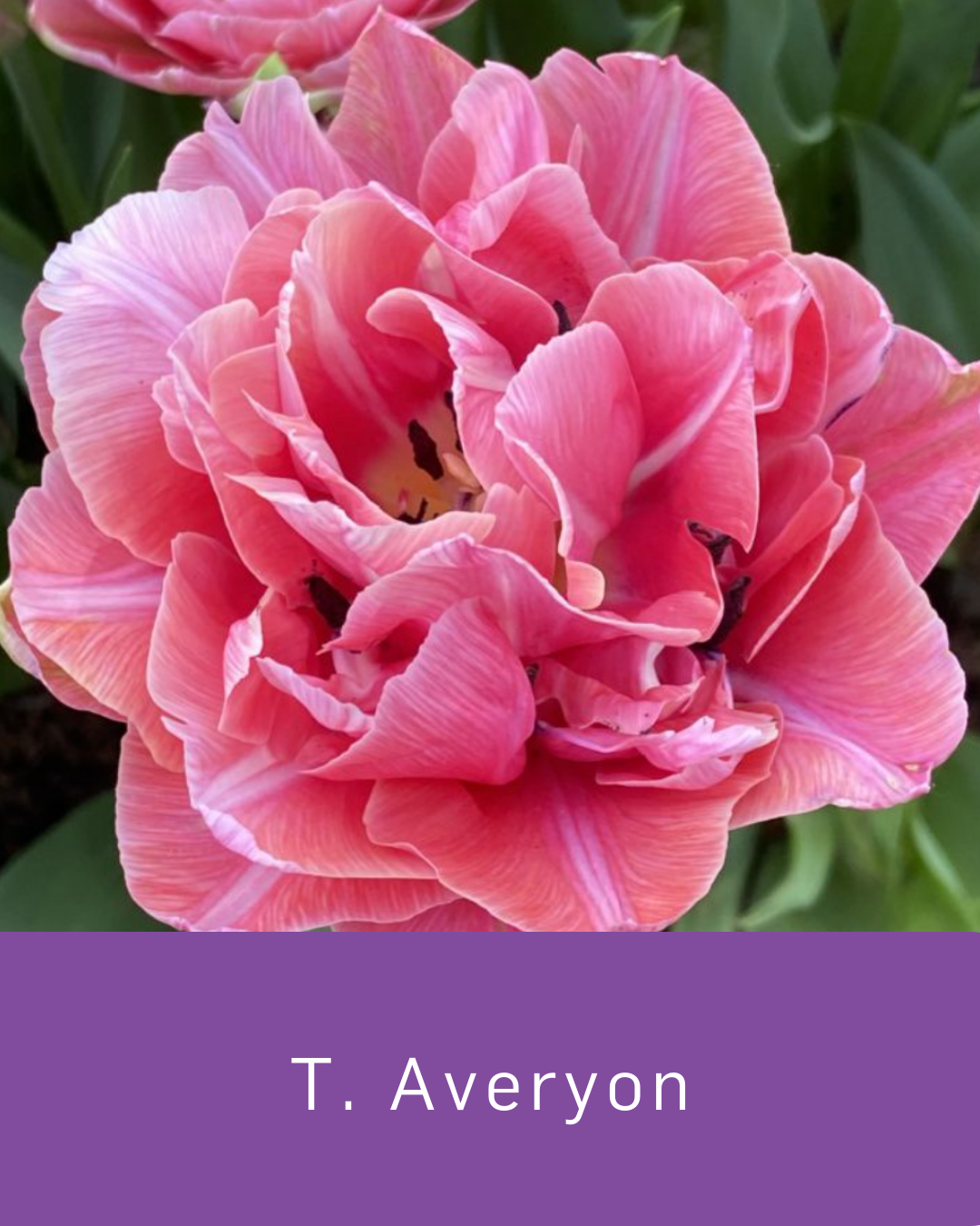 Tulip Averyon