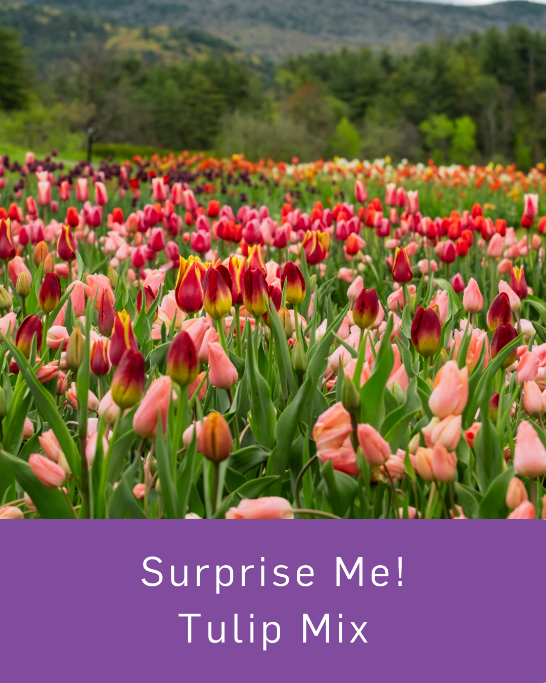 Surprise Me! Tulip Mix