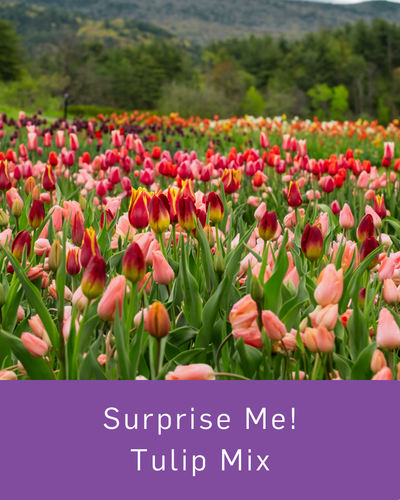 Surprise Me! Tulip Mix