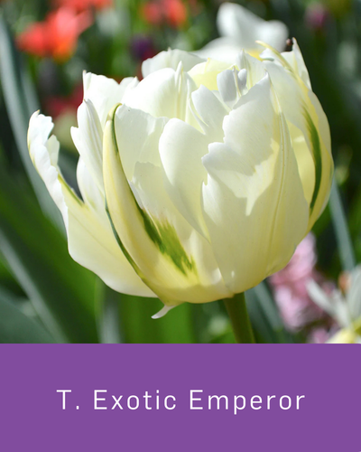 Tulip Exotic Emperor