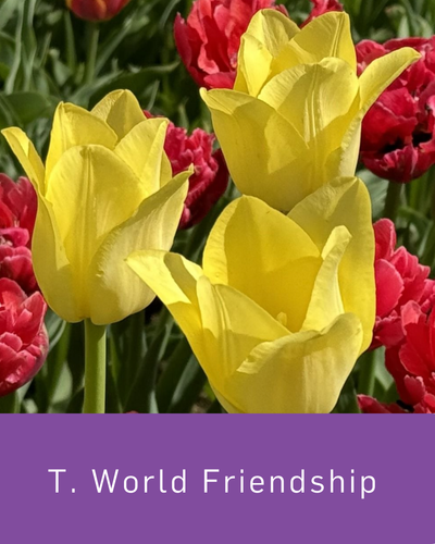 Tulip World Friendship