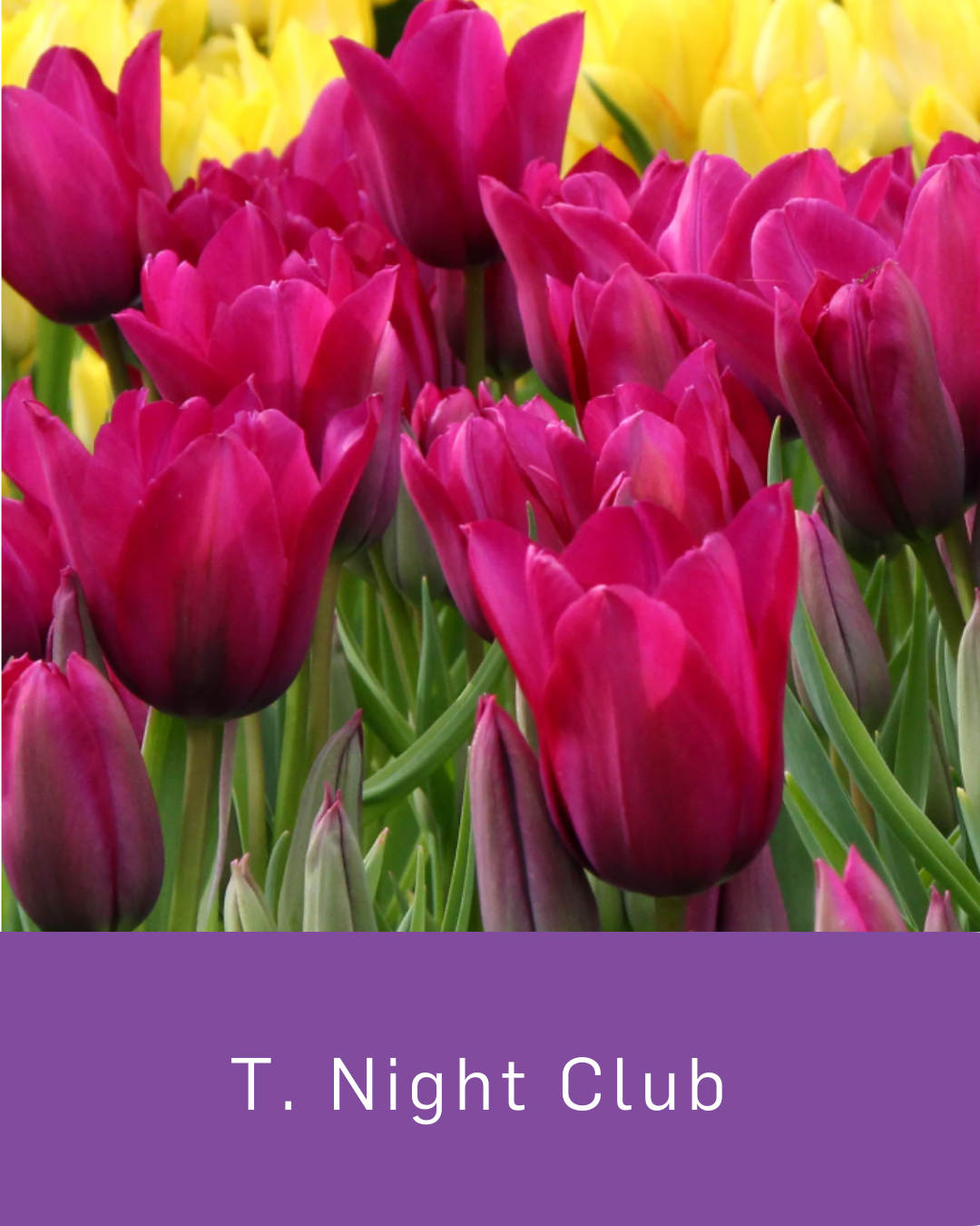 Tulip Night Club
