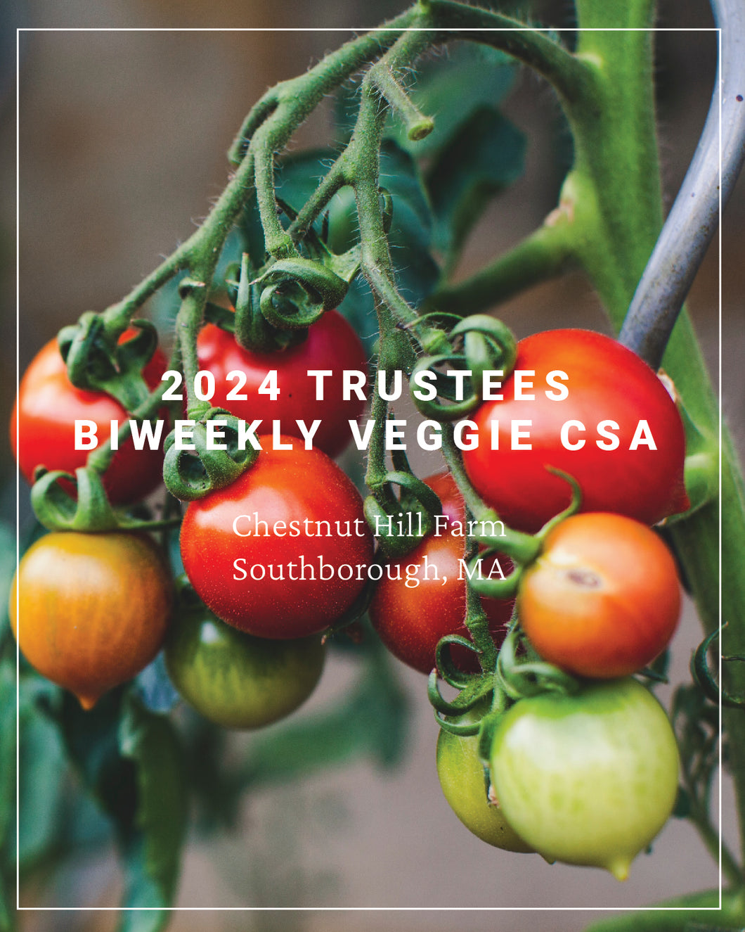 Early Bird Renewal: 2024 Trustees Veggie CSA - Chestnut Hill Farm, Bi-Weekly CSA