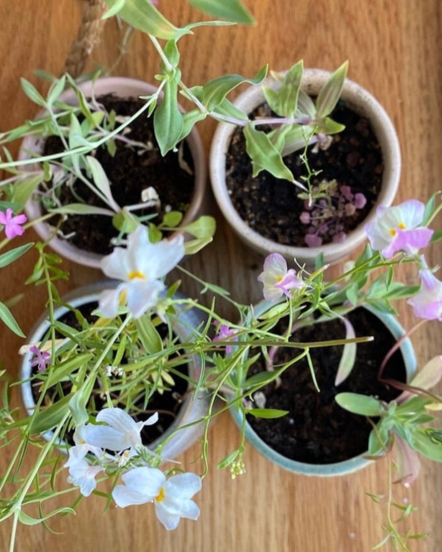 Growing Candle with Flower Seed Label