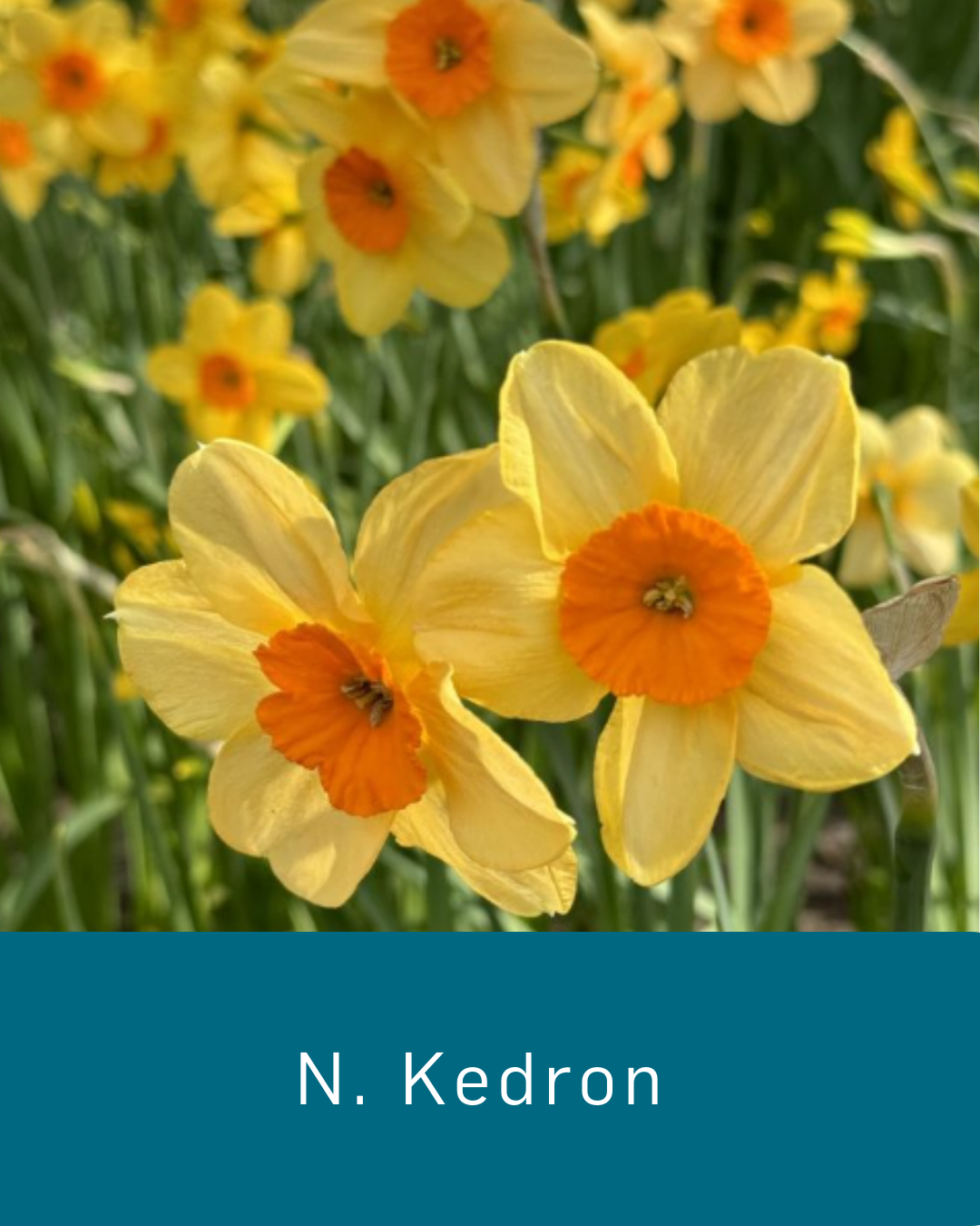 Daffodil Kedron