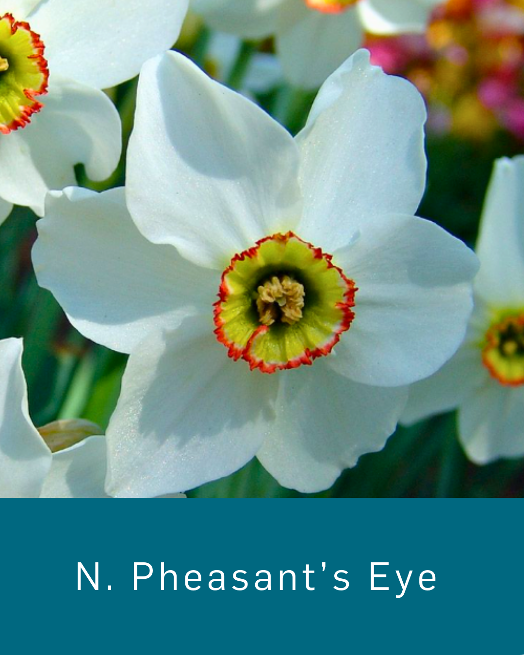 Daffodil Pheasant's Eye