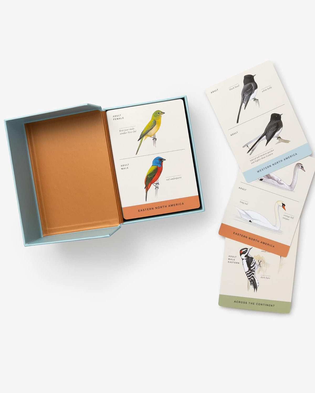 Sibley Backyard Birding Flashcards, Revised and Updated: 100 Common Birds of Eastern and Western North America (Sibley Birds)