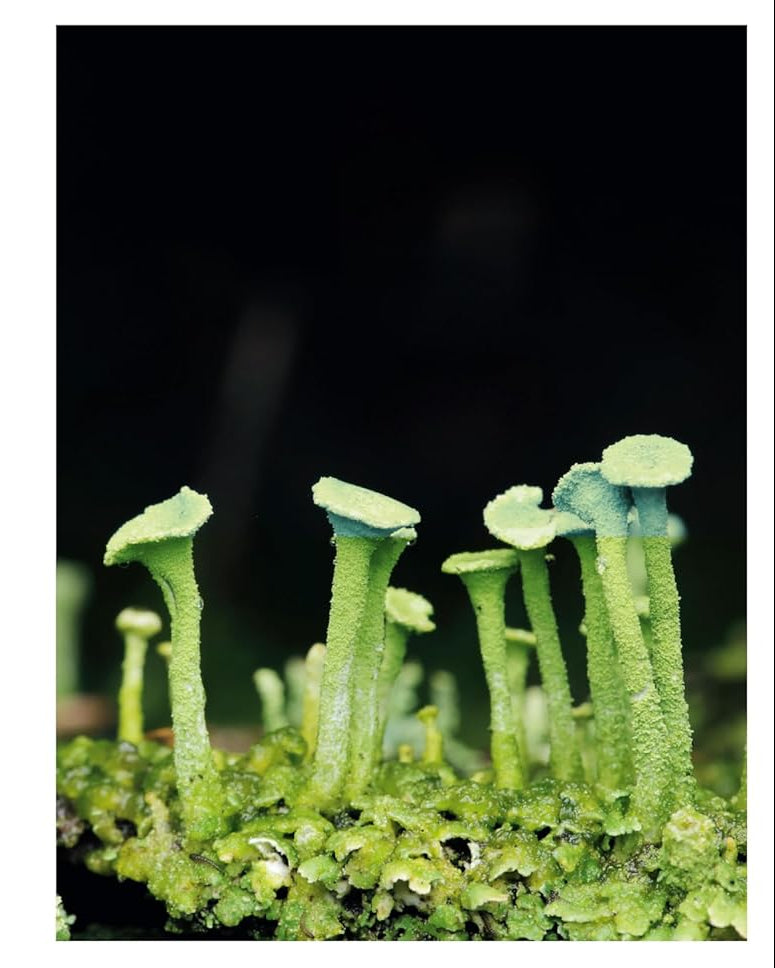 Entangled Life: Illustrated How Fungi Make Our Worlds