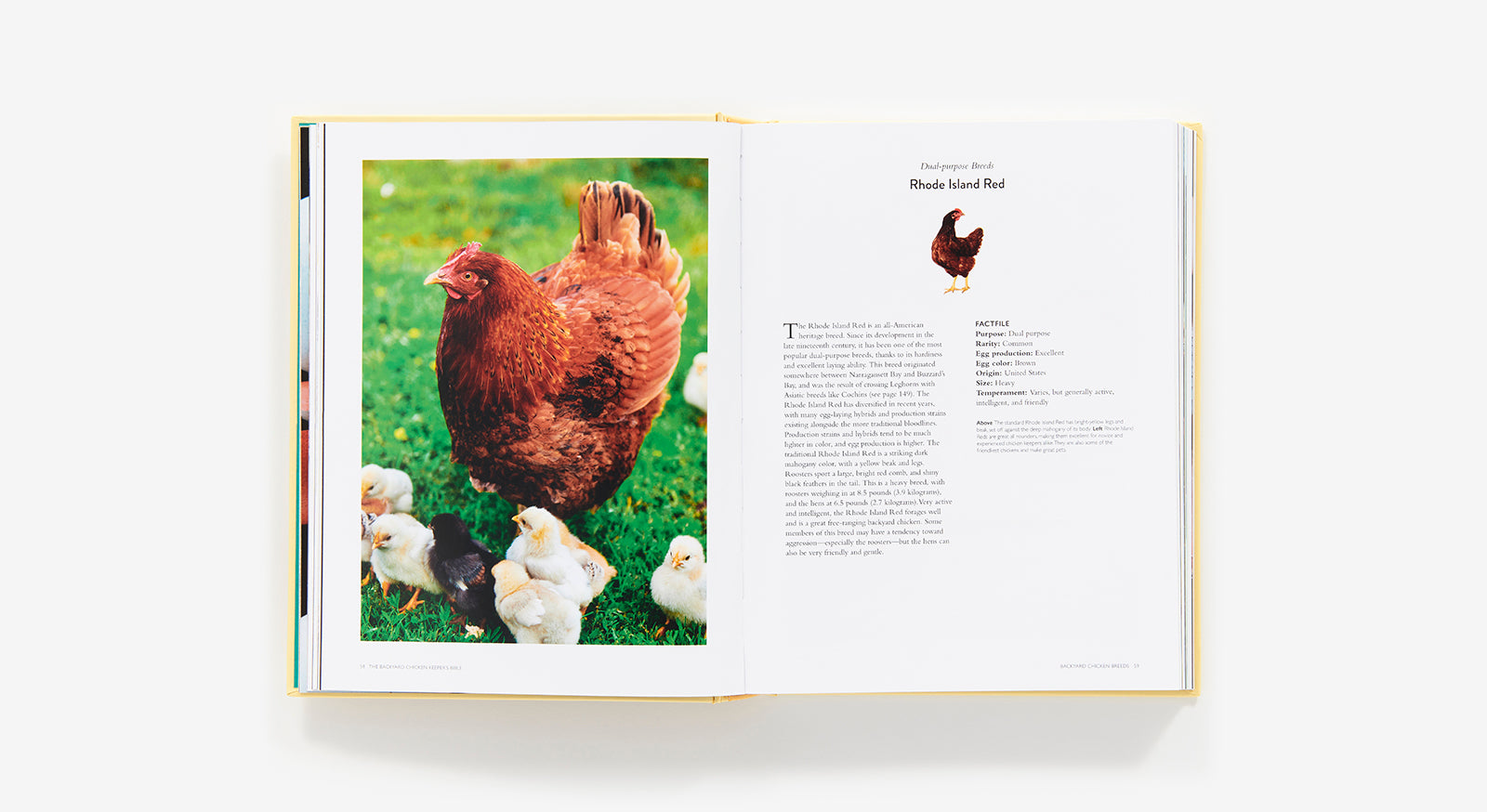 The Backyard Chicken Keeper's Bible (Hardcover)