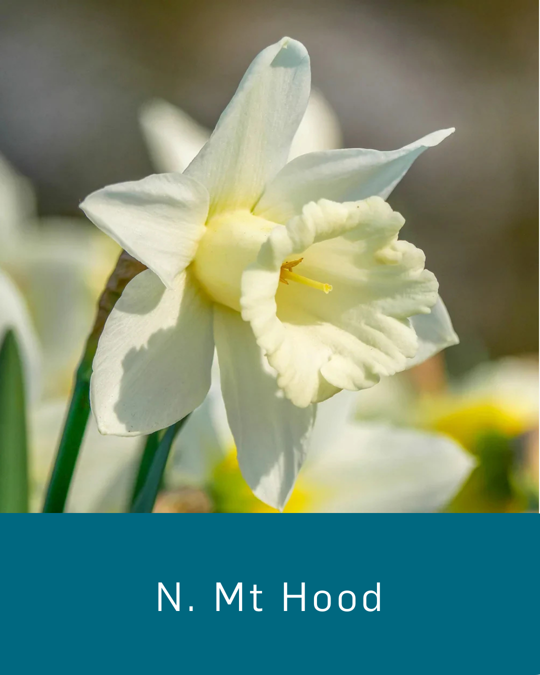 Daffodil Mt Hood