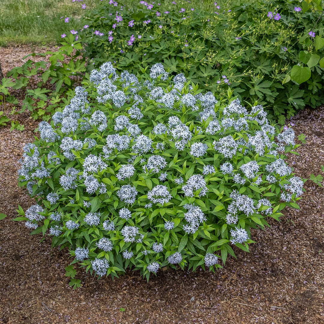 Amsonia tabernaemontana - Eastern Bluestar