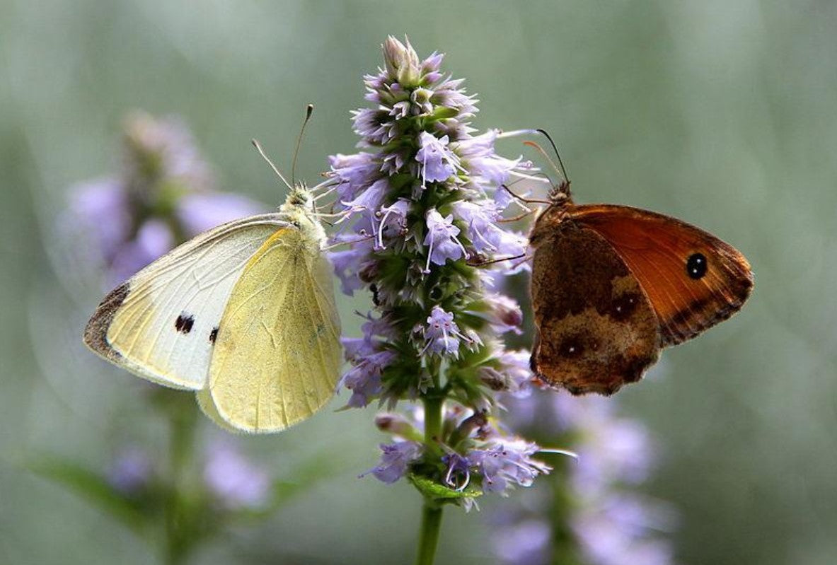 Agastache foeniculum - Anise Hyssop