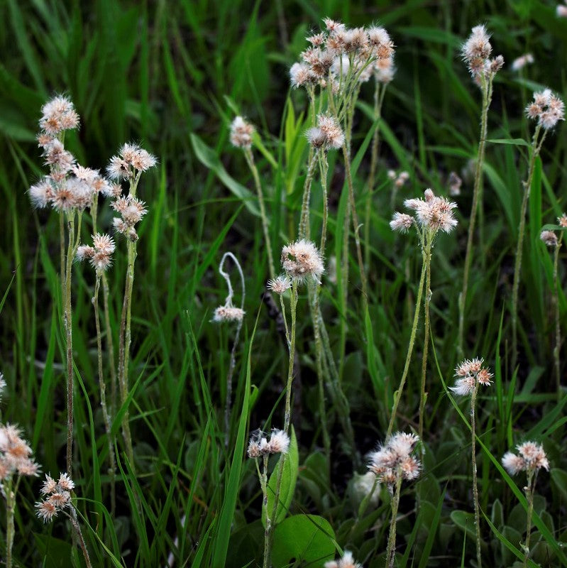 Antennaria parlinii - Parlin's Pussytoes