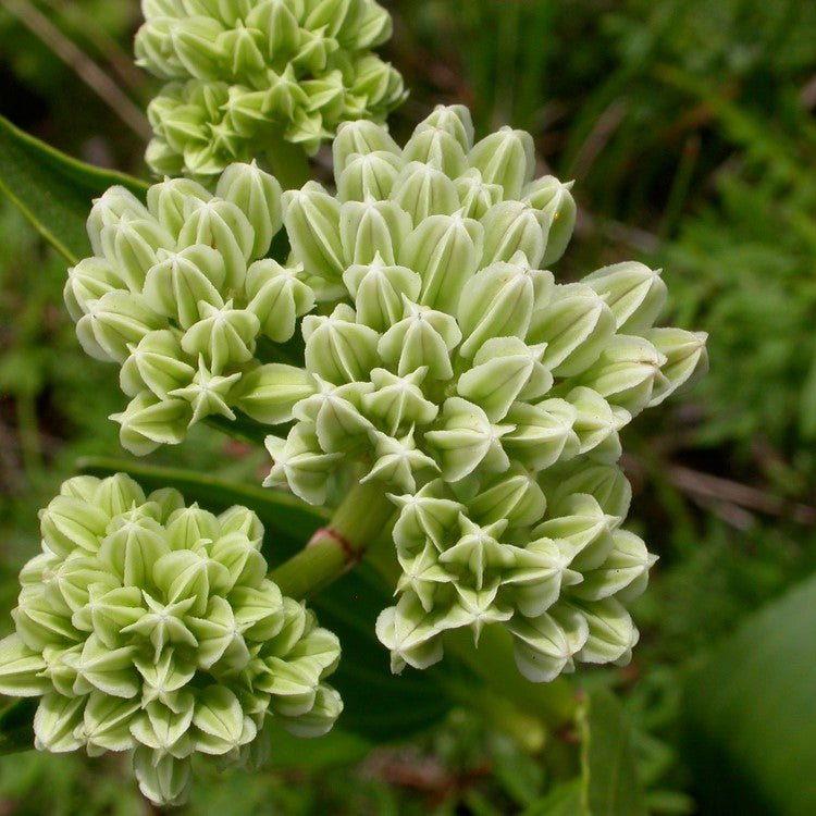 Arnoglossum plantagineum - Prairie Indian Plantain