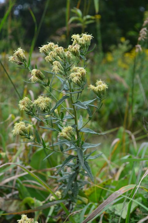 Brickellia eupatorioides - False boneset