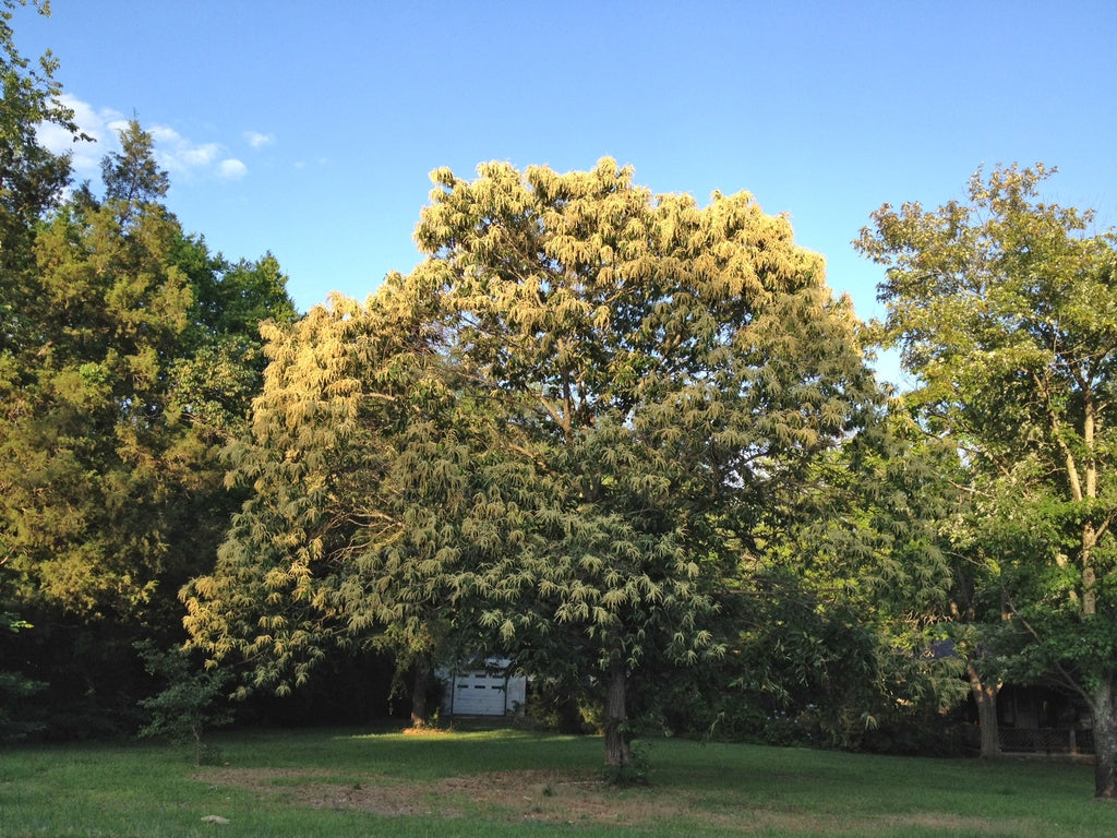 Hybrid Chestnut