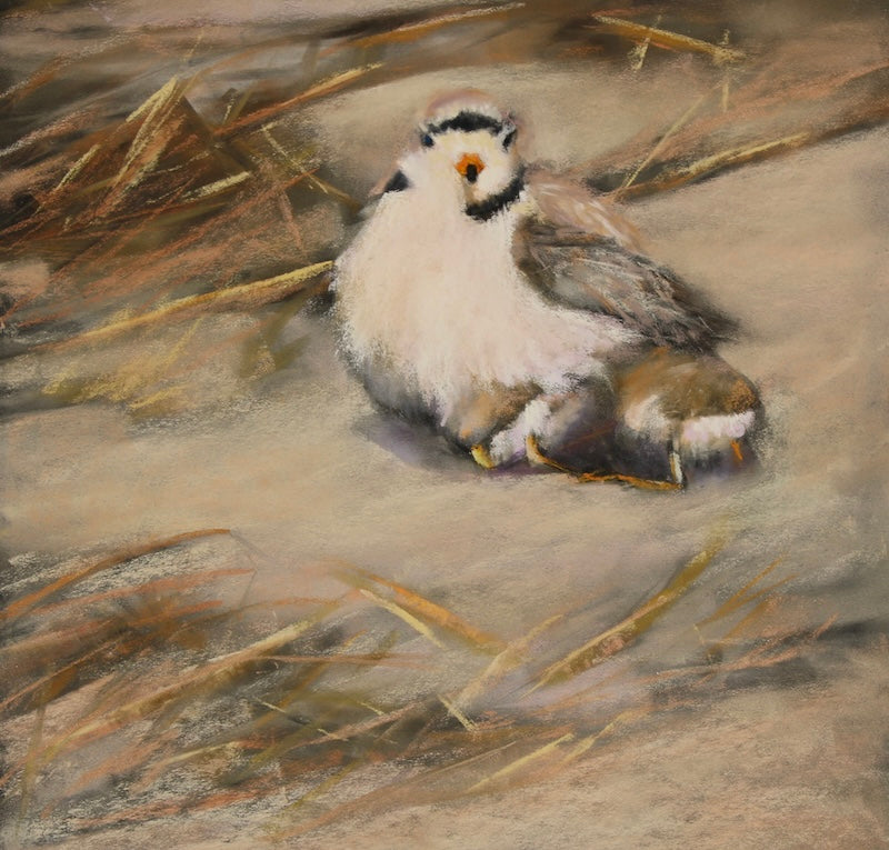 Coastal Comfort