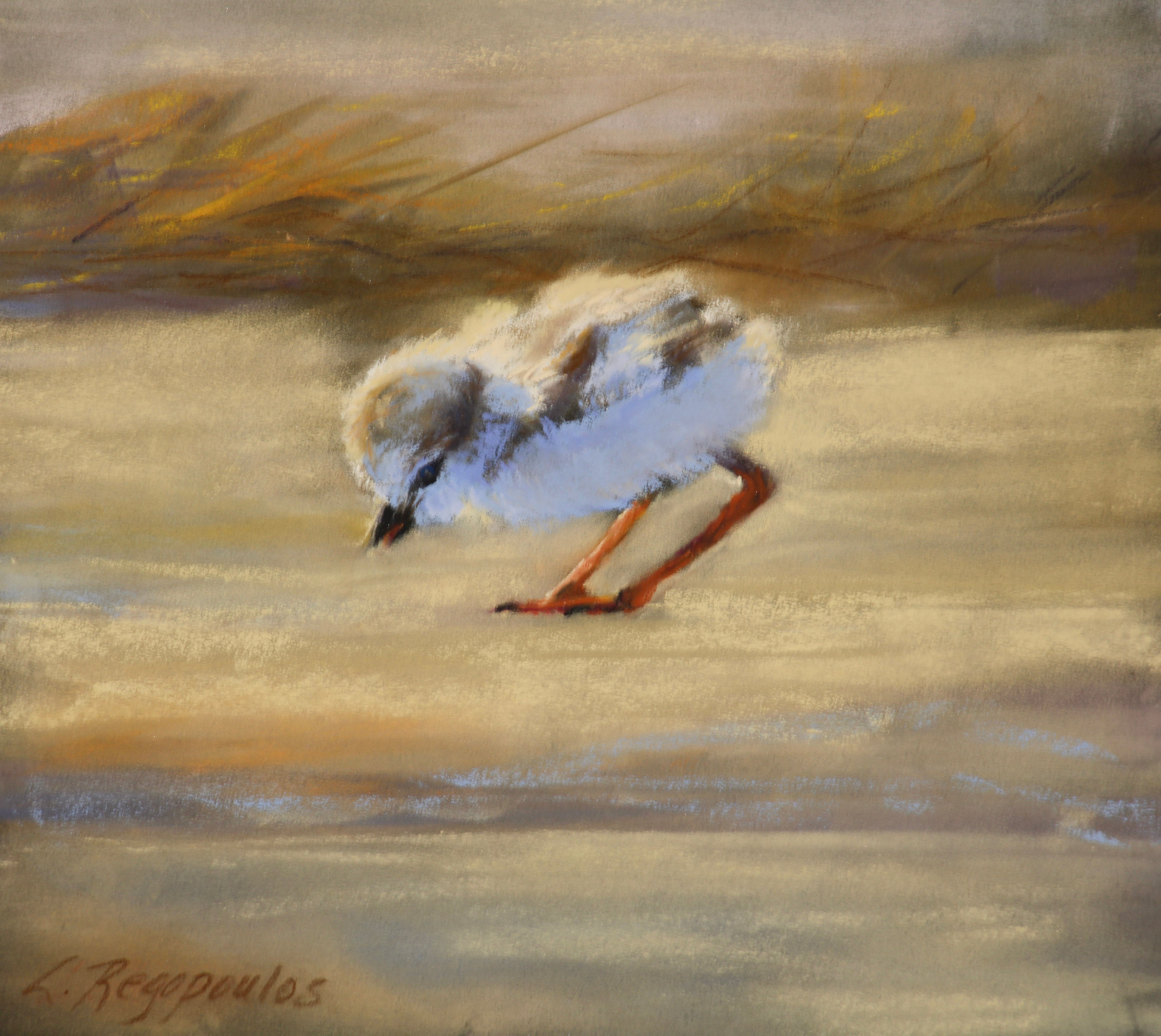 Coastal Curiosity