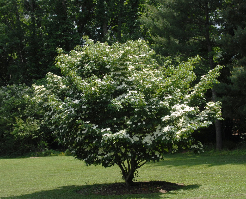 Kousa Dogwood