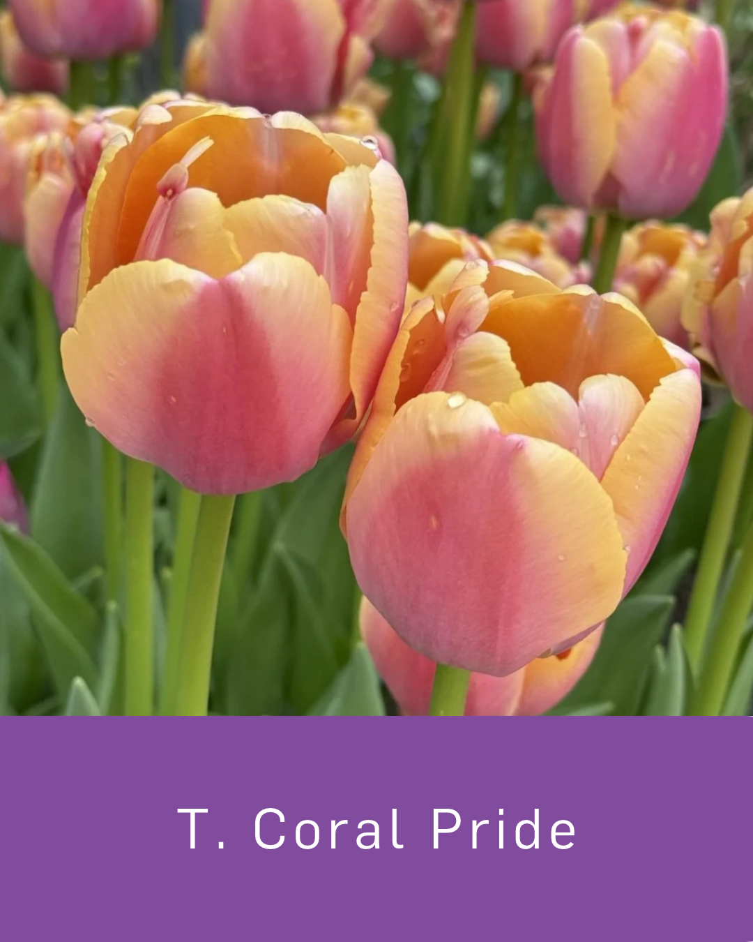 Tulip Coral Pride