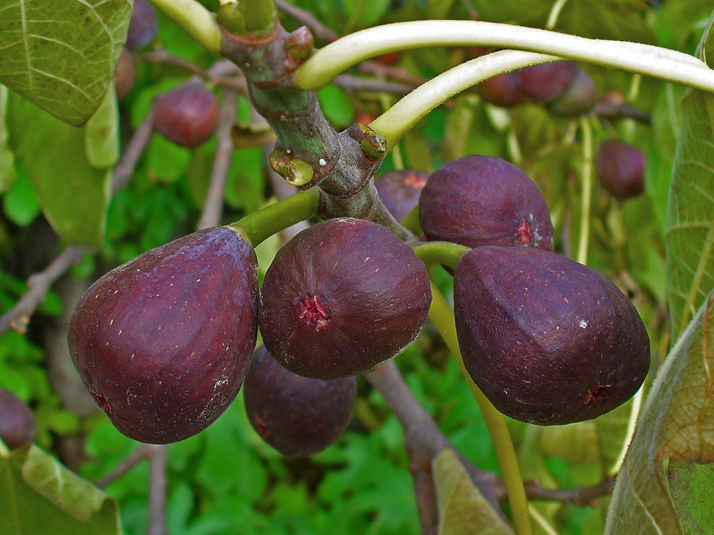 Fig