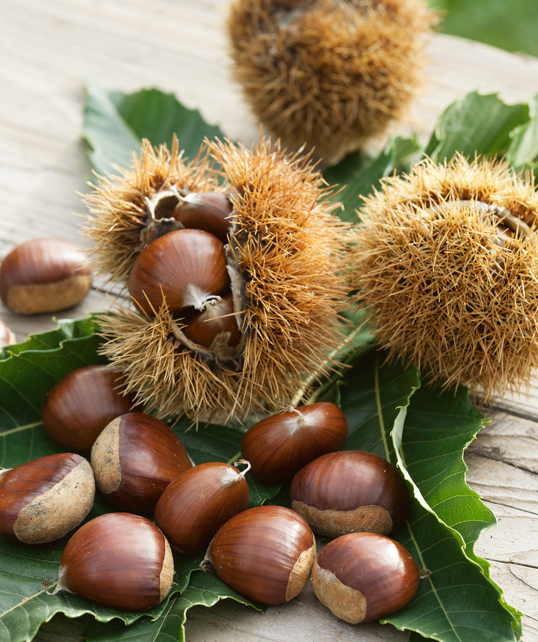 Hybrid Chestnut