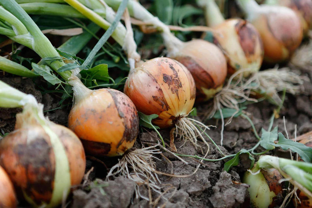 Appleton - Thanksgiving Harvest Vegetables