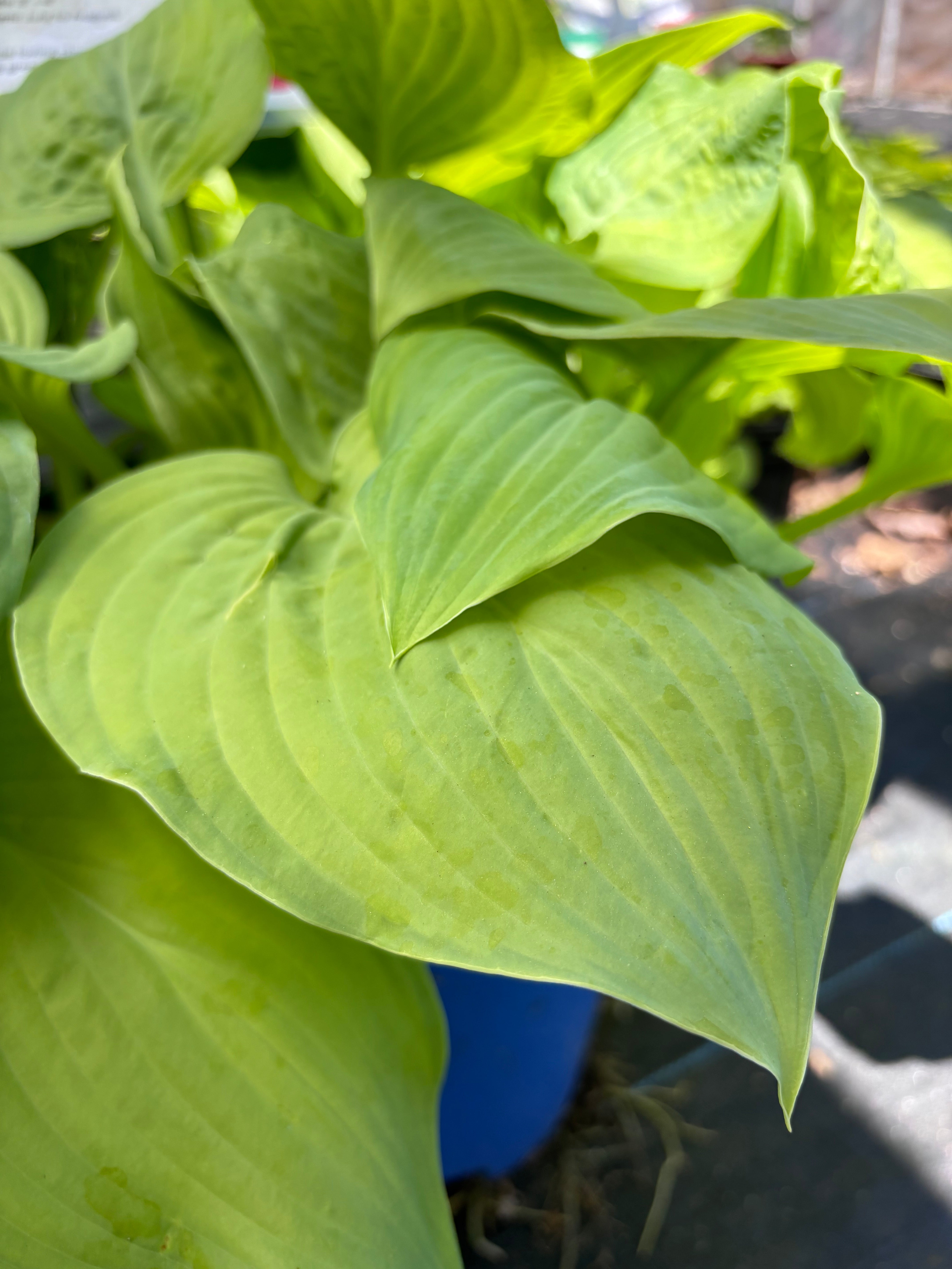 Hosta 'Guacamole'