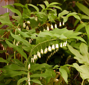 Polygonatum odoratum - Solomon's Seal