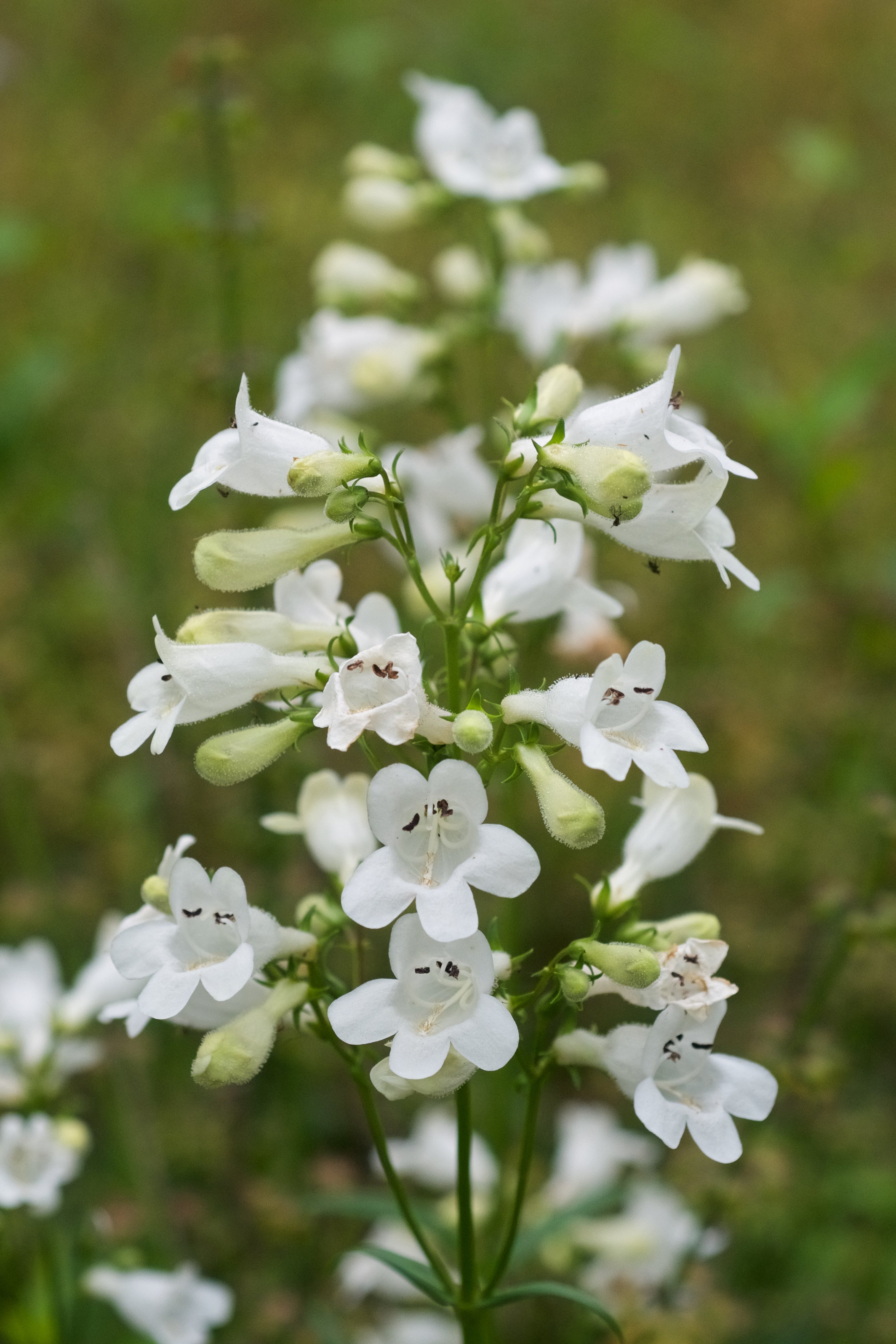 Penstemon digitalis - Eastern Beardtongue