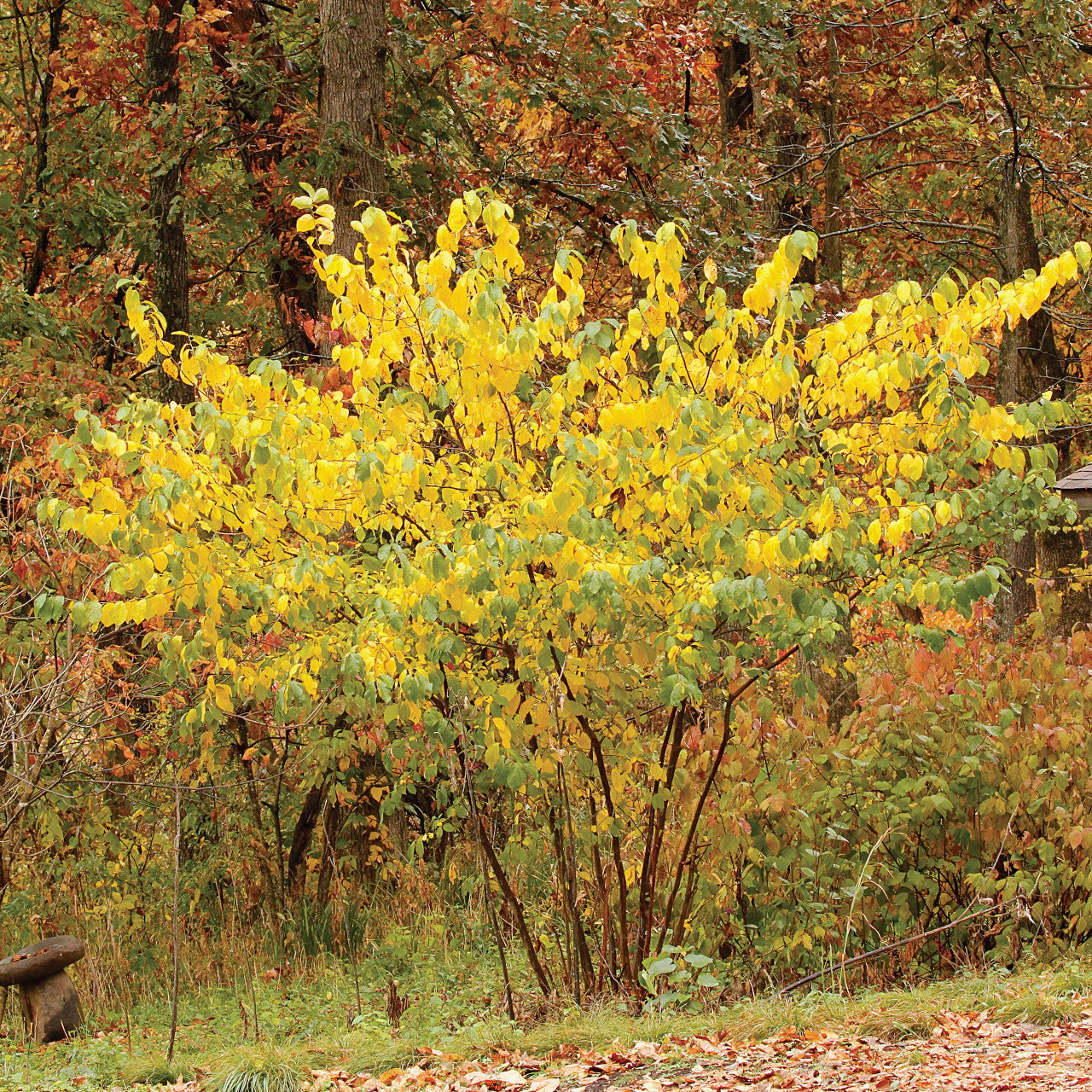 Spicebush