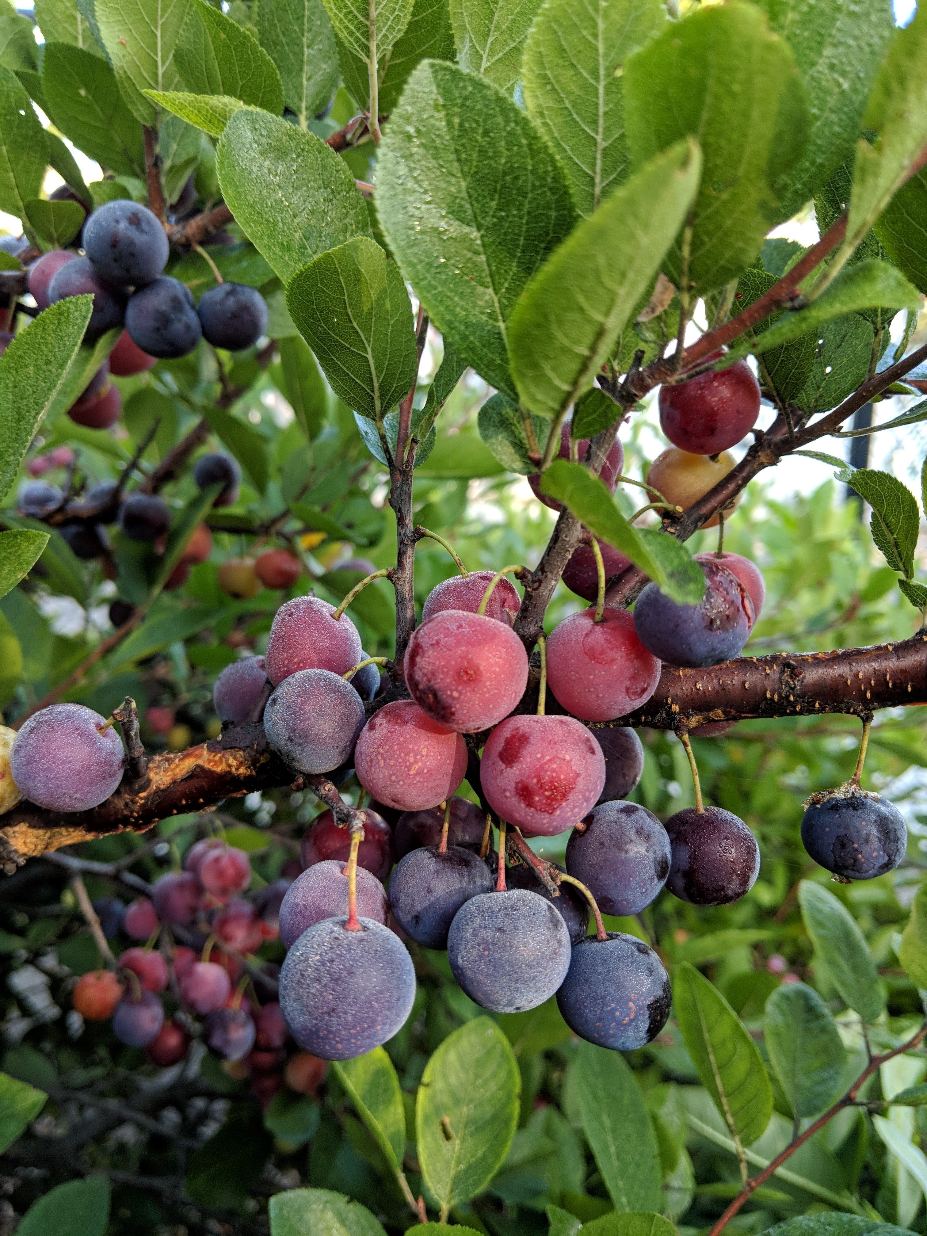 Beach Plum